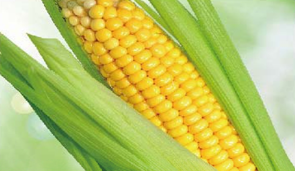 陶瓷膜應(yīng)用：生物、醫(yī)藥行業(yè)